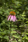 Eastern purple coneflower